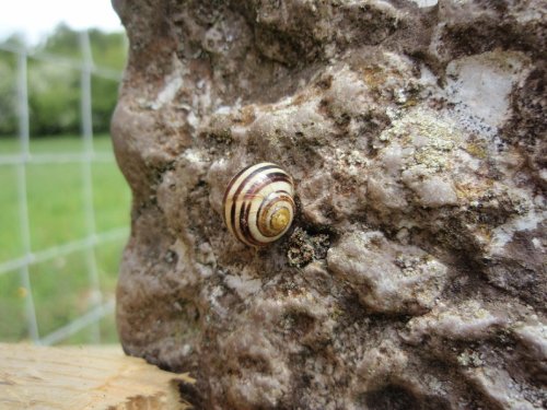 Snail on stone gate stoop.